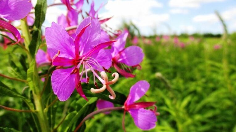 ช่อดอก Fireweed ที่คุณไม่อาจปฏิเสธได้สำหรับผู้ชาย