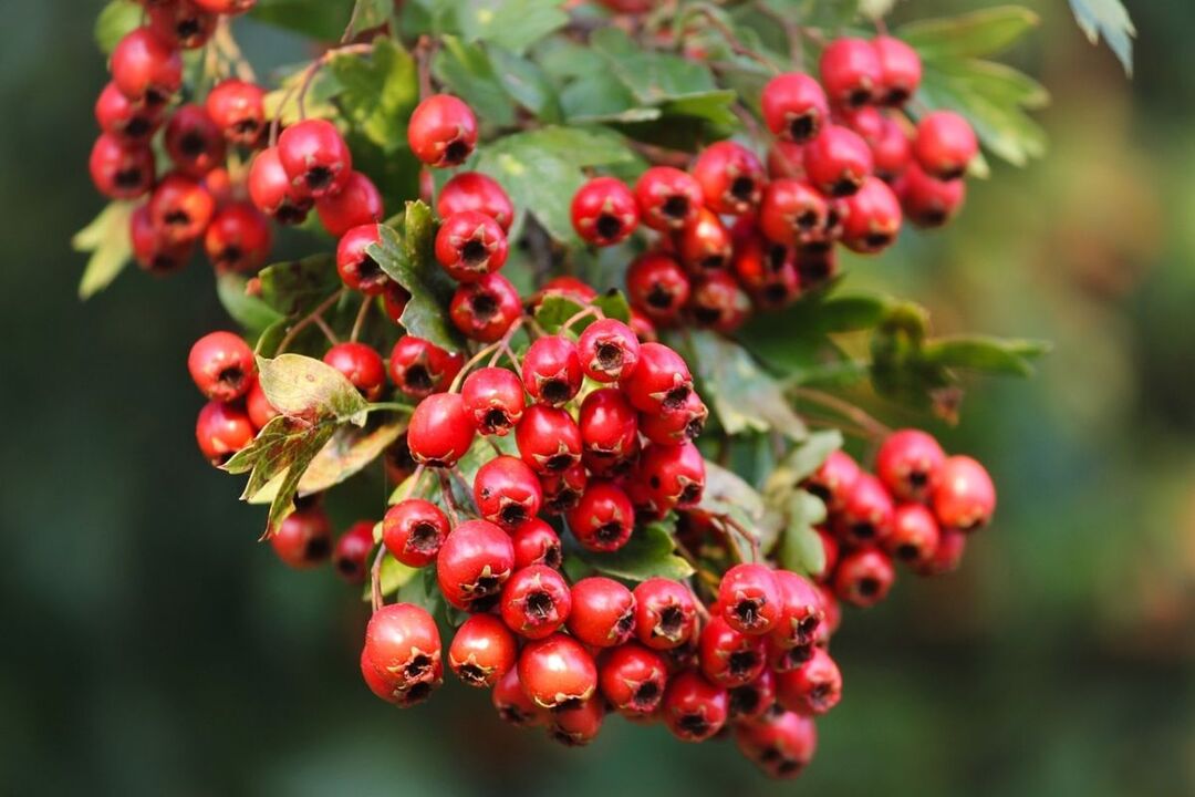 Hawthorn สำหรับ potency