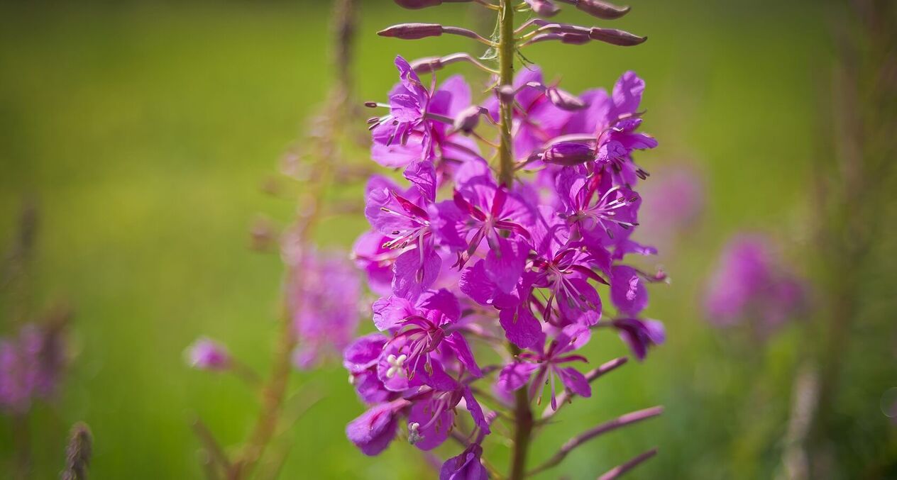 fireweed เพื่อสุขภาพของผู้ชาย